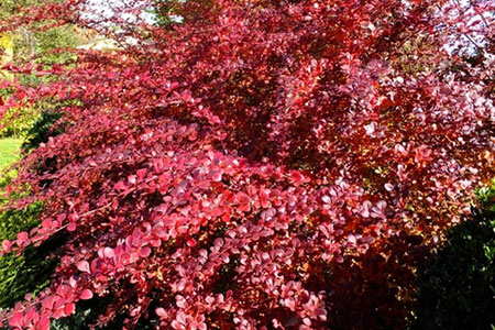 БАРБАРИС ТУНБЕРГА ATROPURPUREA